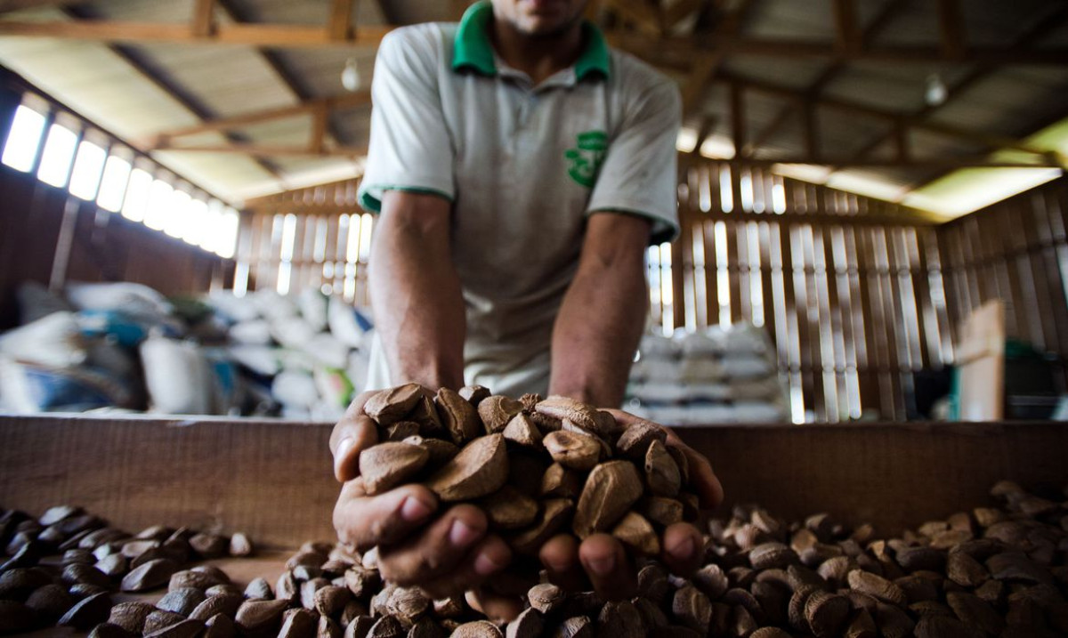 BNDES vai destinar R$ 2,5 milhões para bioeconomia na Amazônia