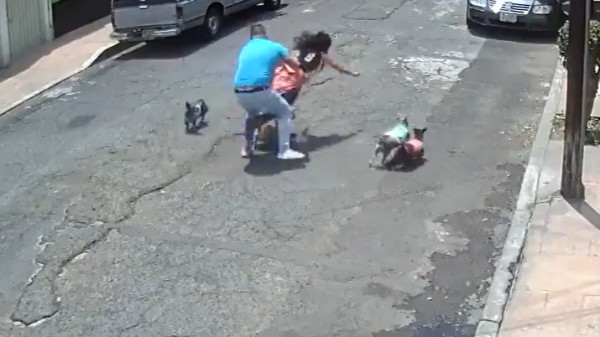 VIDEO: Briga entre Cachorros na Rua Termina em Agressão Covarde