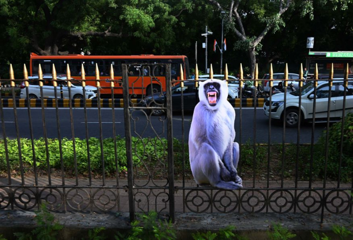 Nova Déli vai tentar espantar macacos que circulam pela cidade durante cúpula do G20; entenda