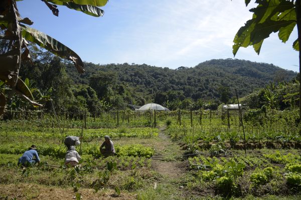 Brasil: 15 mi de hectares de imóveis rurais se sobrepõem a florestas