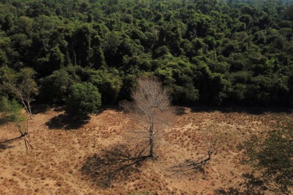 Desmatamento no Cerrado cai 48% em janeiro, mostra instituto