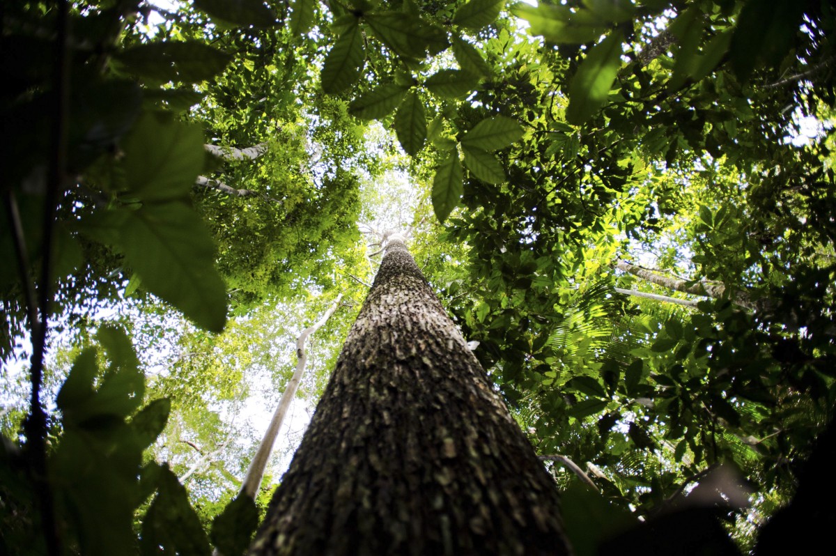 Bioeconomia é vantagem competitiva na transformação ecológica