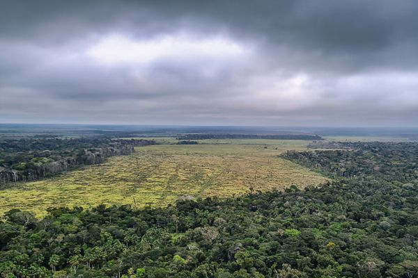 Entenda como o mau uso da floresta compromete a vida no planeta