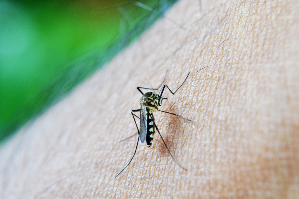 Surto de dengue na Argentina caminha para bater recorde